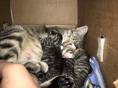 Kittens in a box, New Mexico | Ross and Jamie Adventure