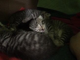 Kittens in an RV | Ross and Jamie Adventure