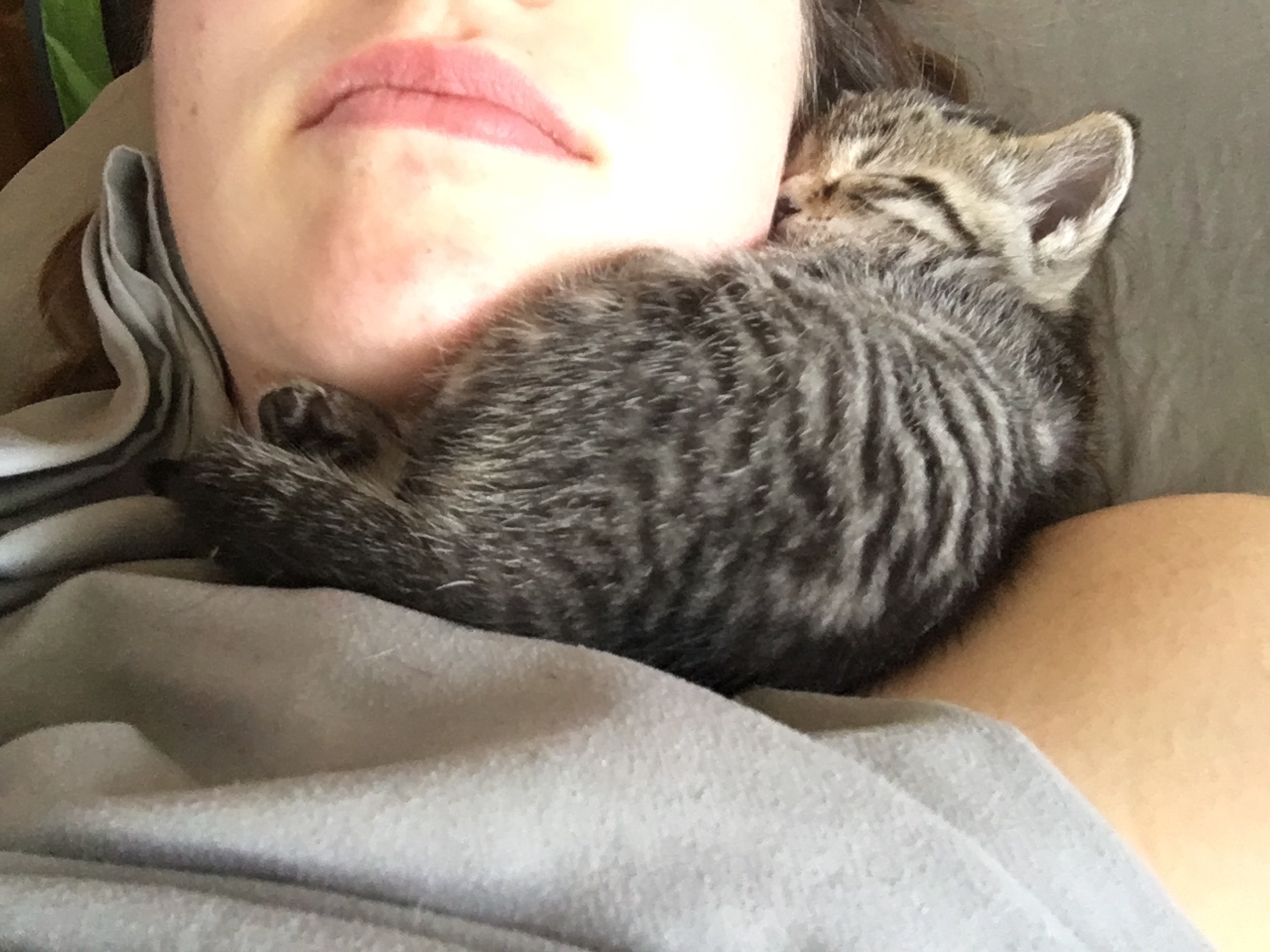 Kitten cuteness | Ross and Jamie Adventure