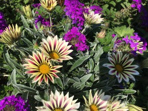 Gardens on Spring Creek, Fort Collins, CO | Ross and Jamie Adventure