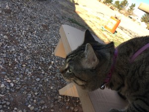 Ross and Jamie Adventure