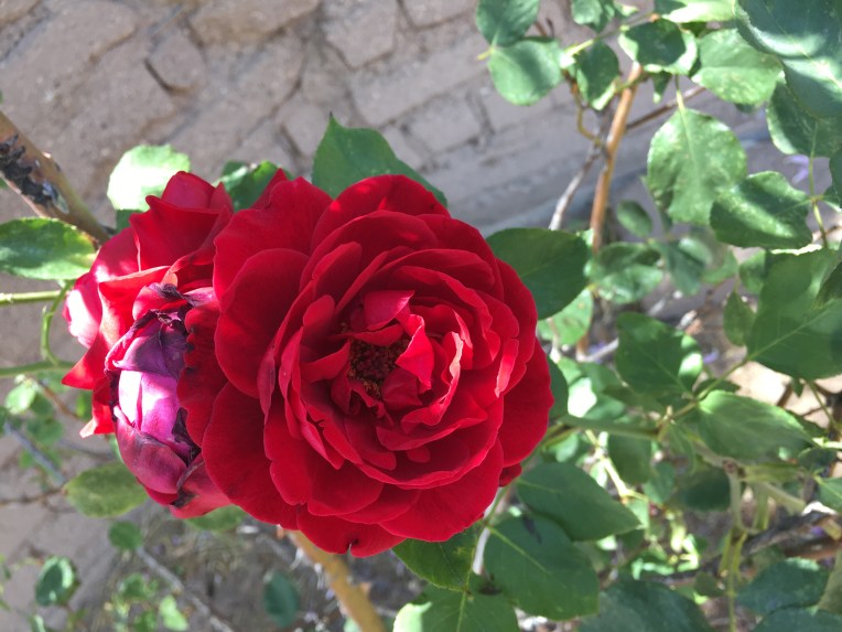 Flower, Las Cruces, NM | Ross and Jamie Adventure