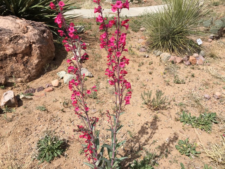 Rockhound State Park, Deming, NM | Ross and Jamie Adventure