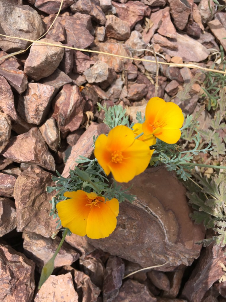Rockhound State Park, Deming, NM | Ross and Jamie Adventure