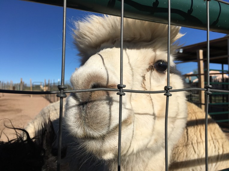 Harvest Hosts, New Mexico | Ross and Jamie Adventure