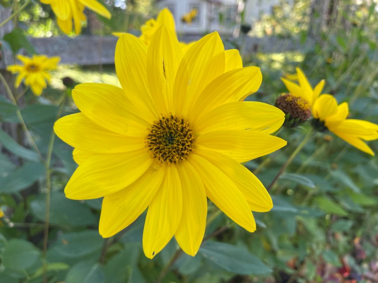 One yellow flower in foreground, green and other flowers behind it and all in front of a fence. 