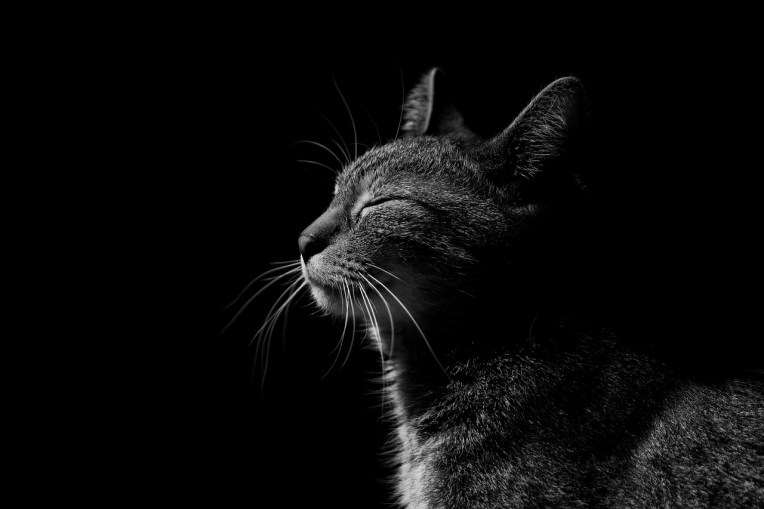 Cat eyes closed rests as if meditating in black and white photo